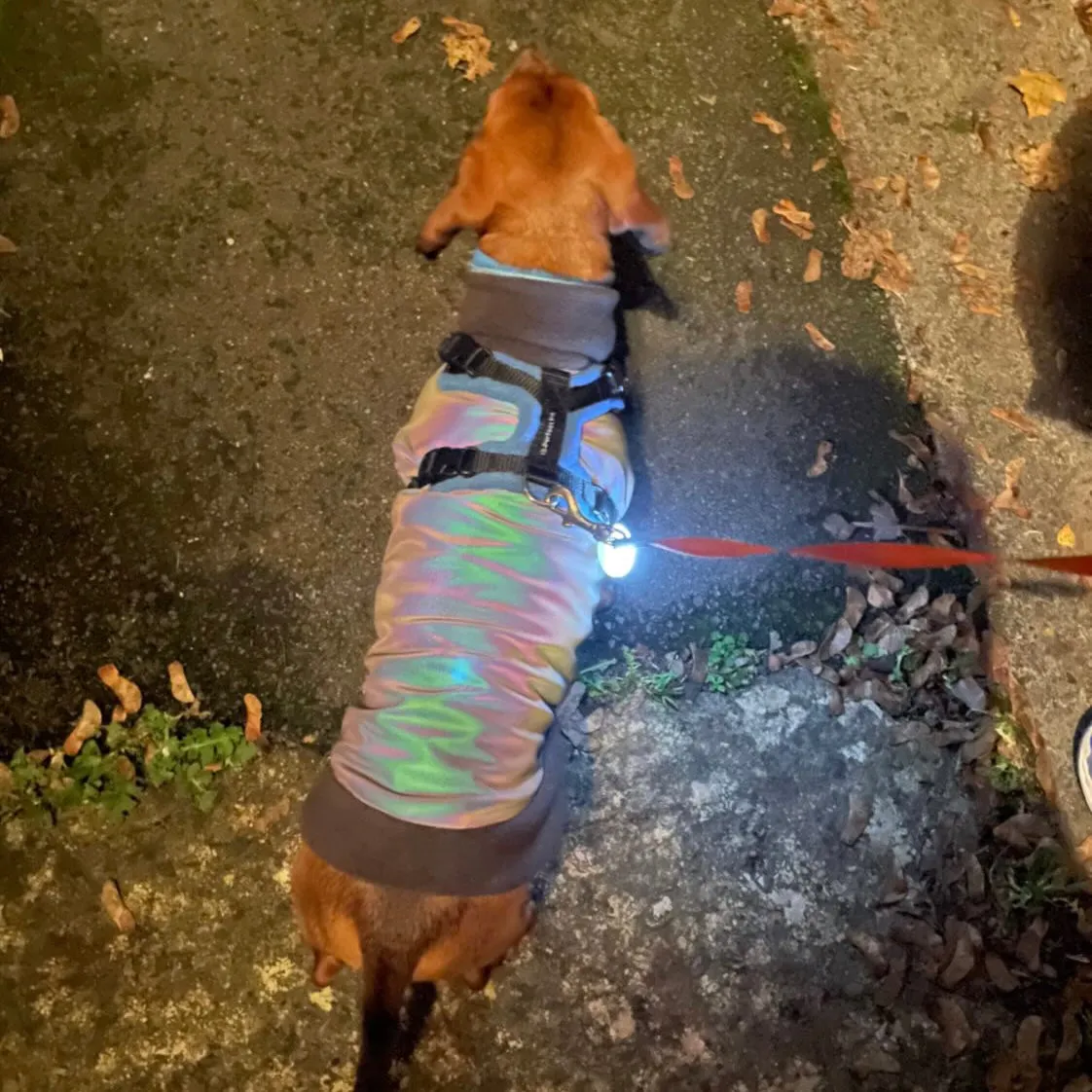 Dachshund Fleece Jumper with Reflective Back