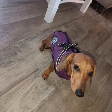 Fashion Stars Dachshund Jacket