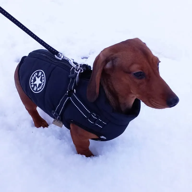 Fashion Stars Dachshund Jacket